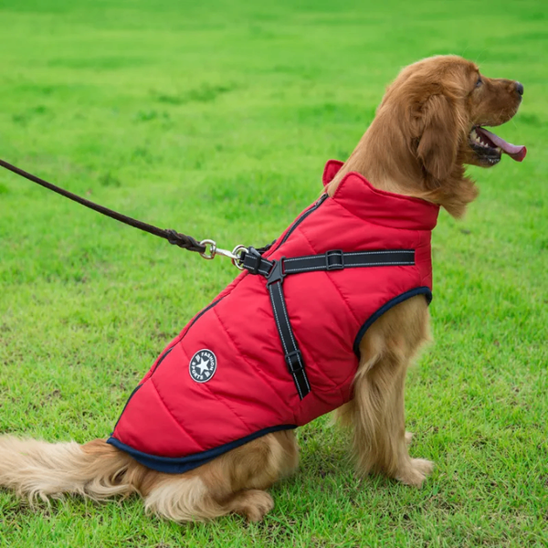 PawStyle pour Chien