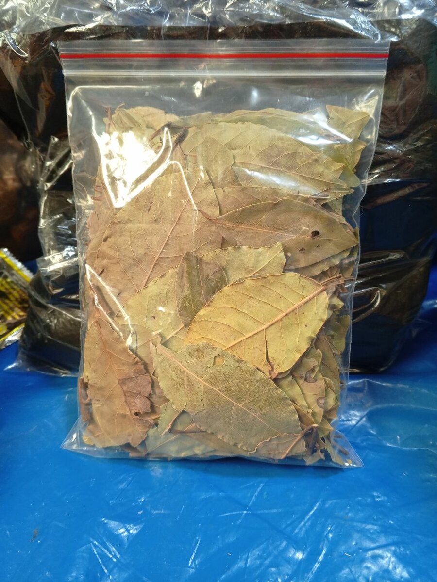 Feuilles de laurier séché