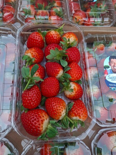 Fraise importé