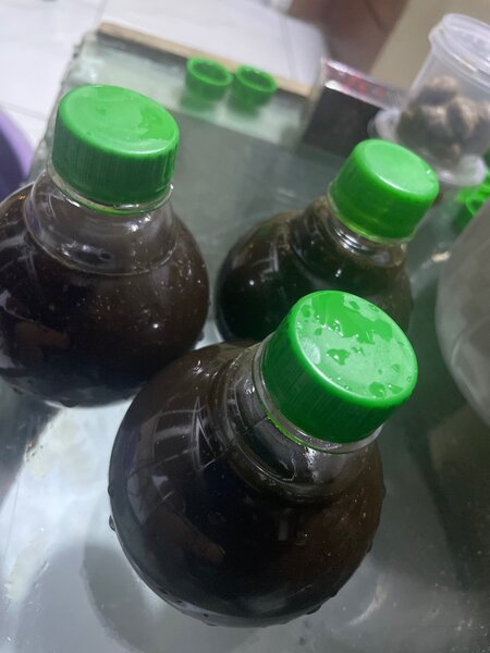 Thé glacé fait maison