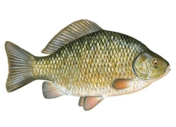 Carpe