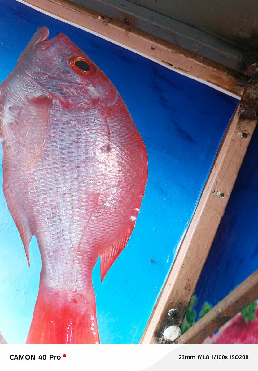 Poisson tropical frais