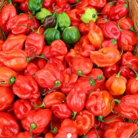 Piments Habanero Frais