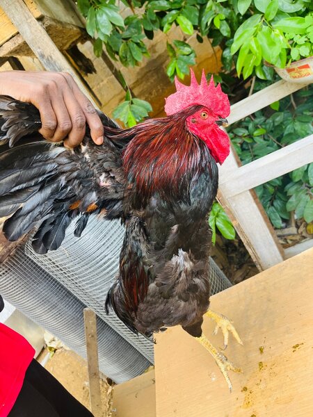 Poulet africain