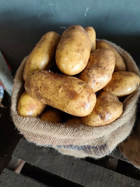 Pomme de terre