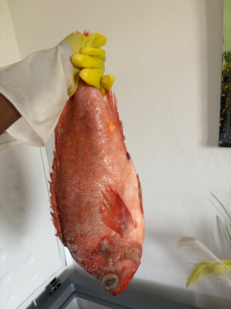 Mérou