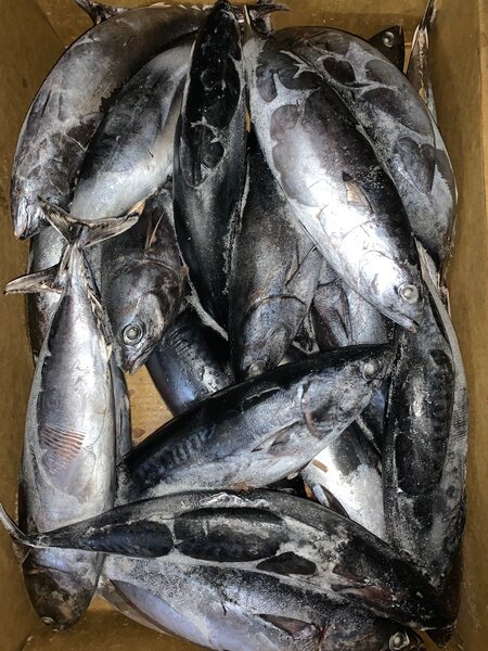 *Poisson THON disponible *15kg