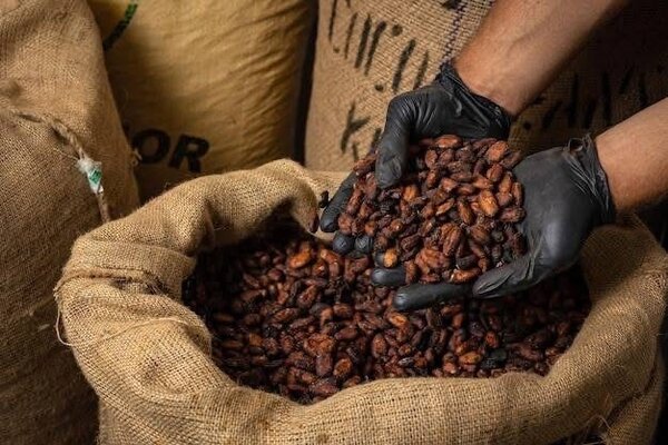 Chocolat bio 4BOITES
