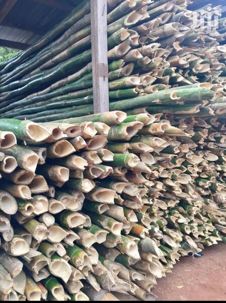 BAMBOO