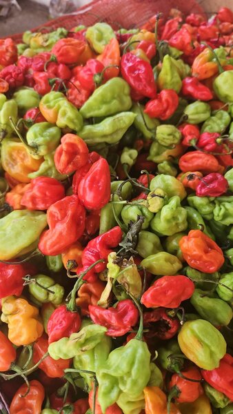 Piment