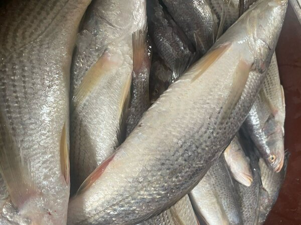 Poisson sosso frais