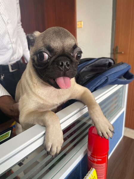 Dogs Breed Pug