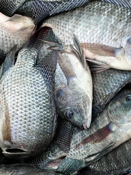 Tilapia