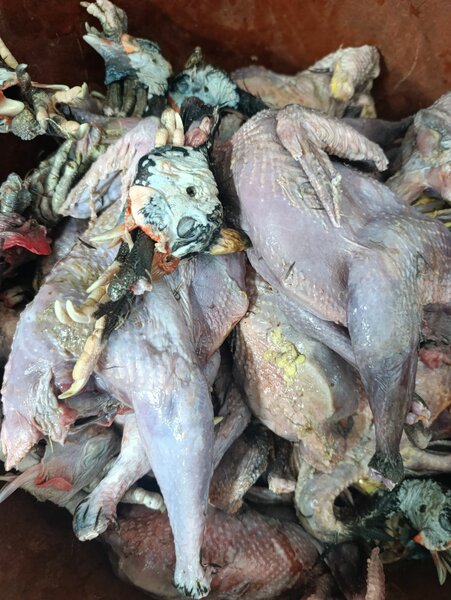 Pintade fraîche