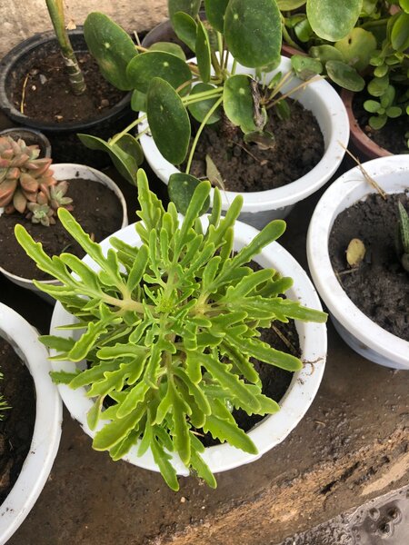 Plants