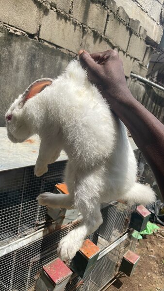 Lapins de ferme variés