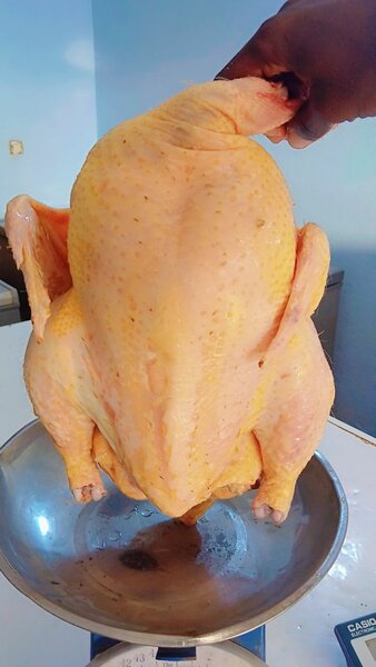 Poulet de chair