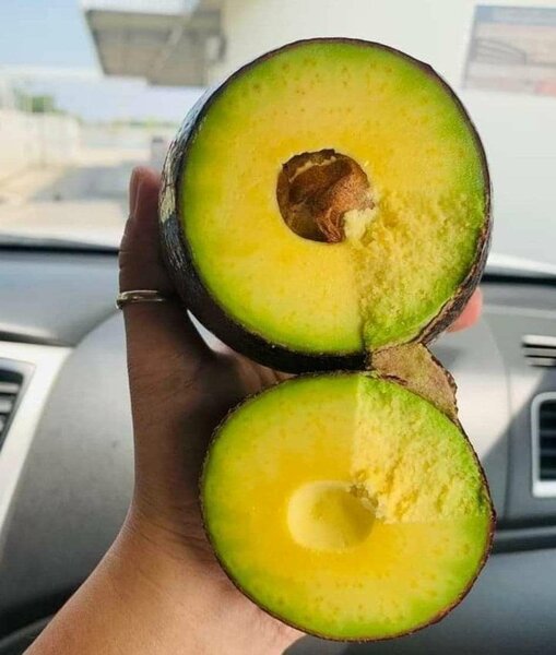 Huile pur d'avocat