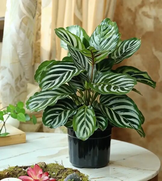 Calathae plants