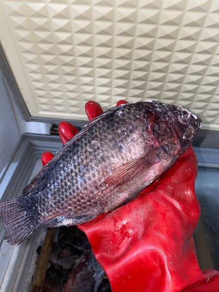 Demi kilo poisson