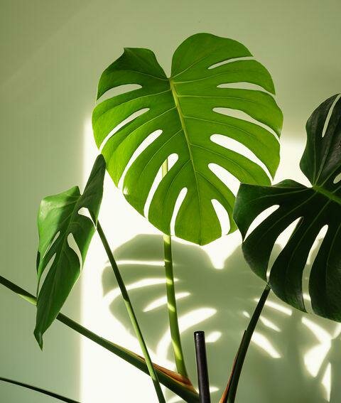 Peace Leaf