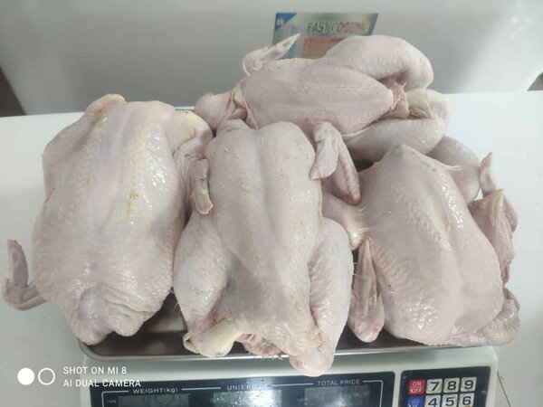 Poulet de chair