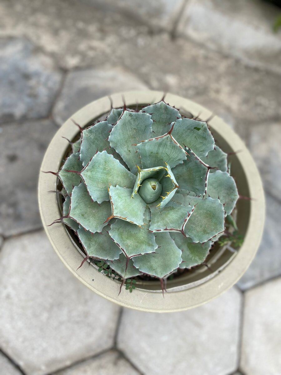 Garden plant