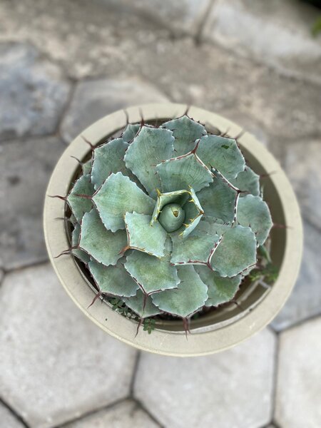 Garden plant
