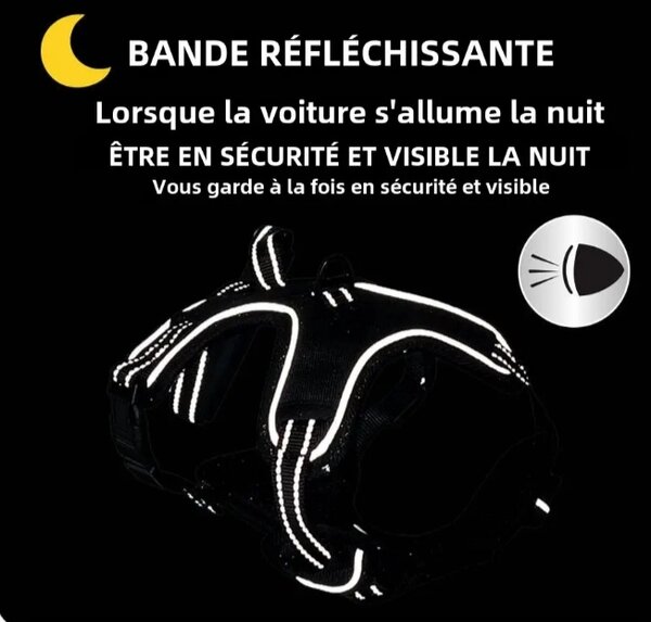 Laisse harnais
