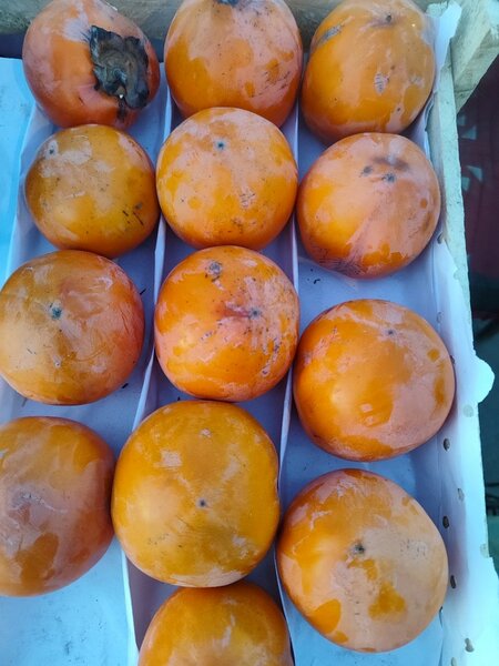 Курма