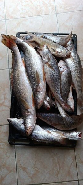 Sosso, mulet, machoiron, carpe
