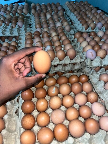 Tray of Eggs