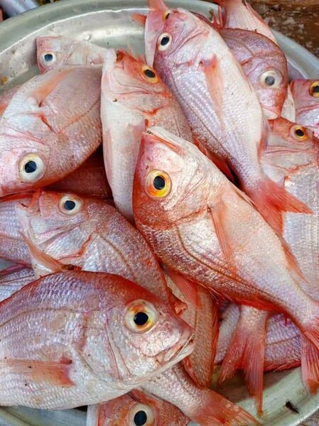 poissons dorades