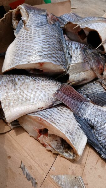 Carpe tilapia