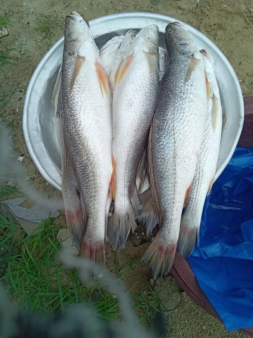 Poisson