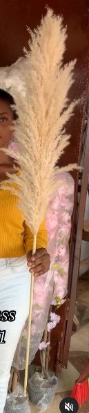  pampas grass