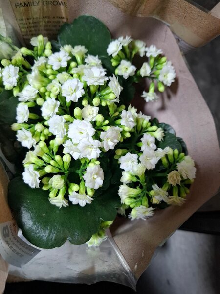 Калохое