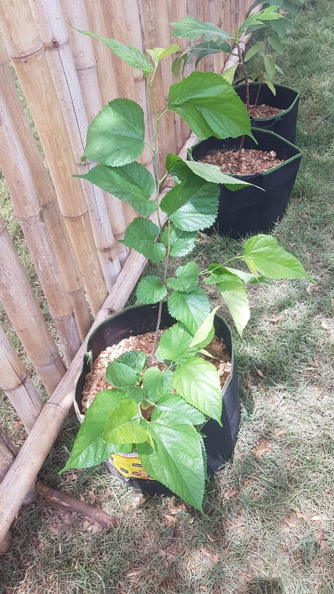 Mulberry