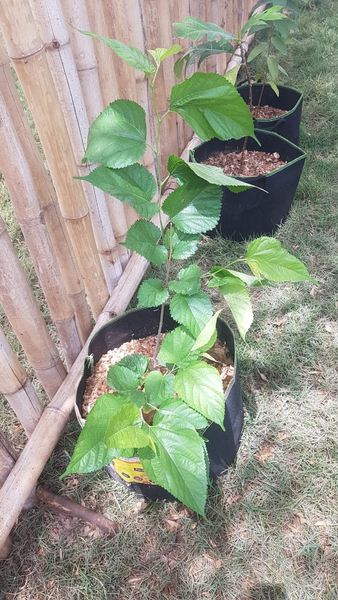 Mulberry