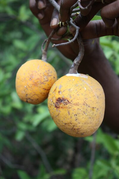 Fruits des lianes (côcôta)