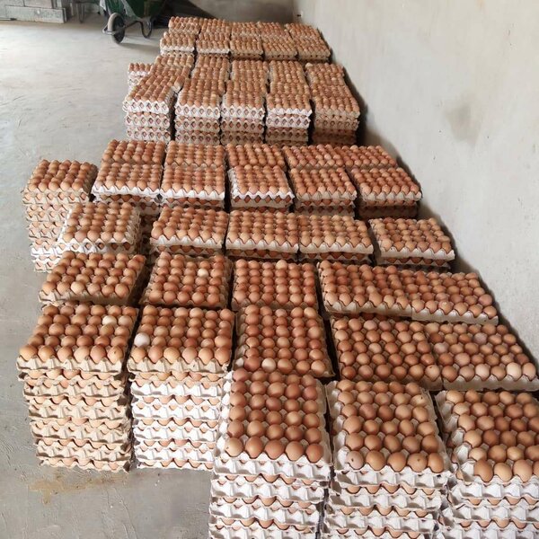 Chicken Eggs