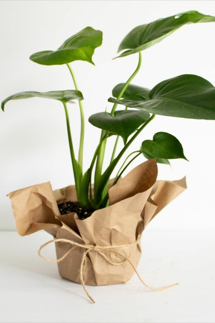 Plant bouquet