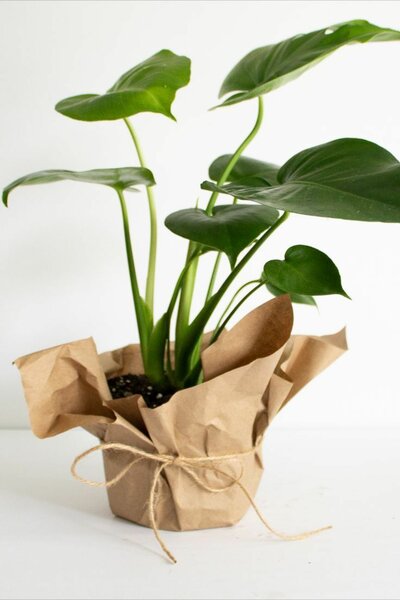 Plant bouquet
