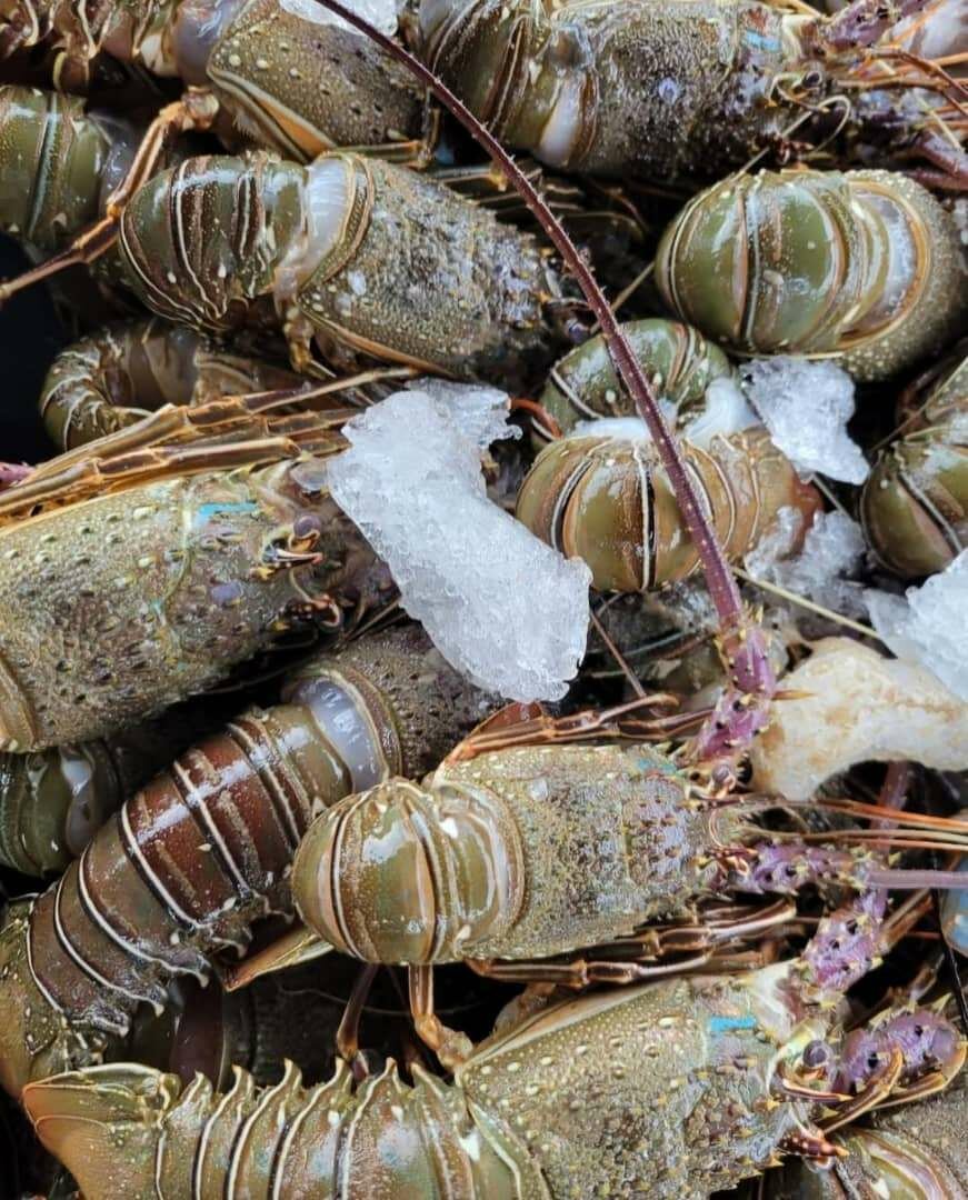 Langoustes