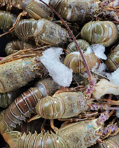 Langoustes