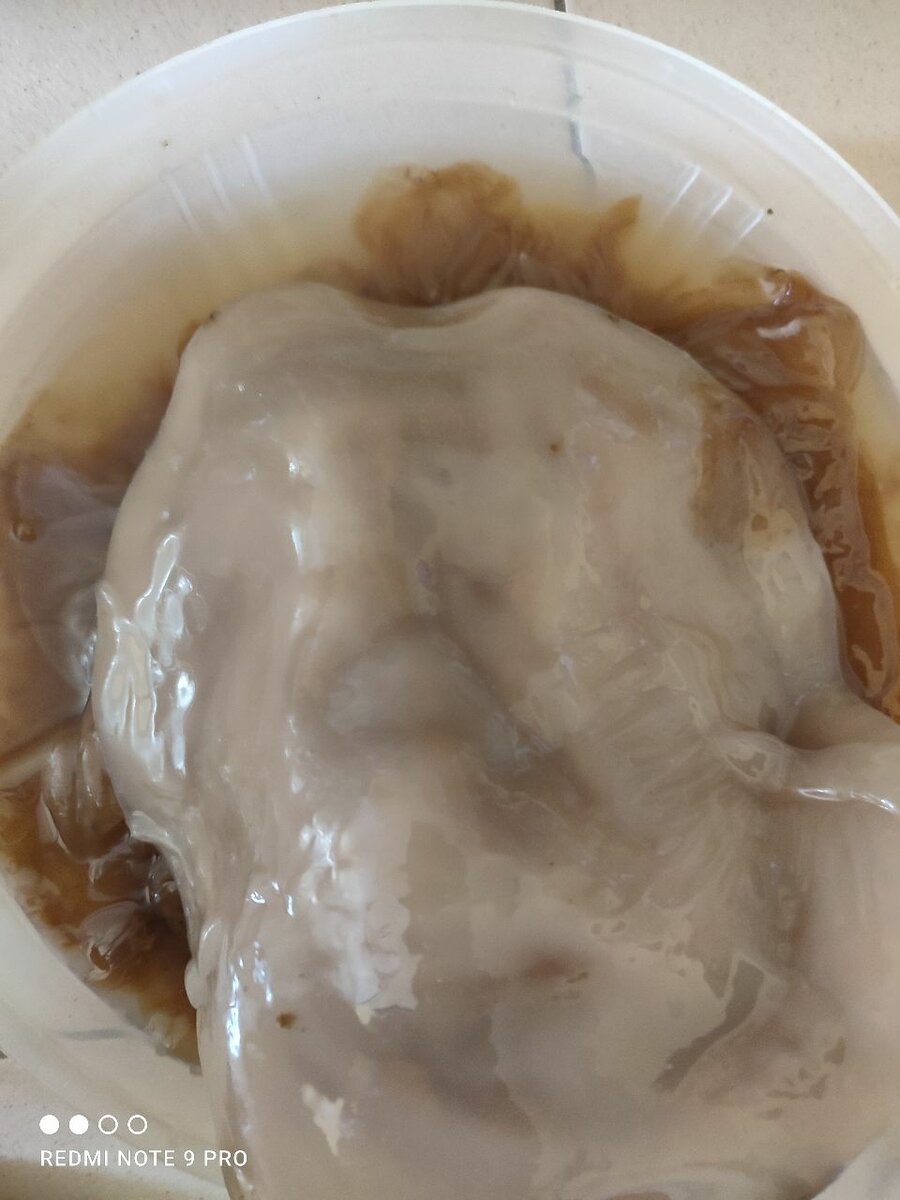 KOMBUCHA