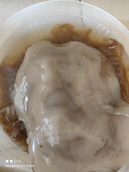 KOMBUCHA