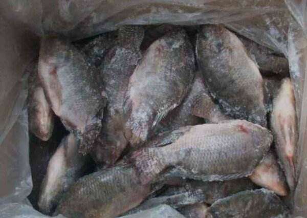 Poissons frais