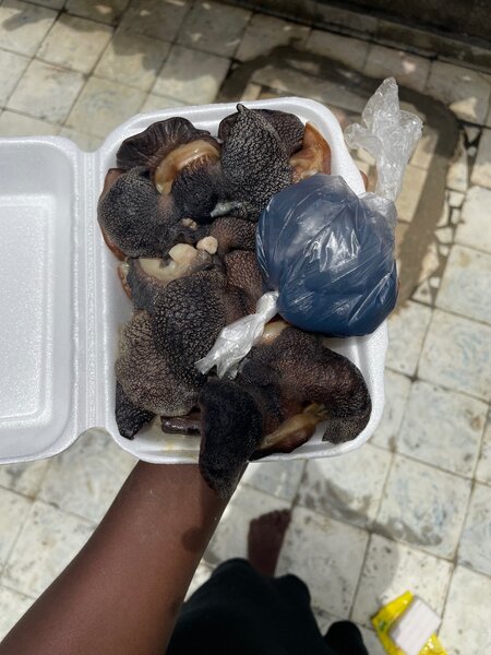 Escargot frais