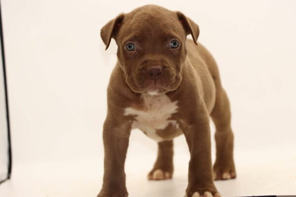 Adorable Chiot Pitbull
